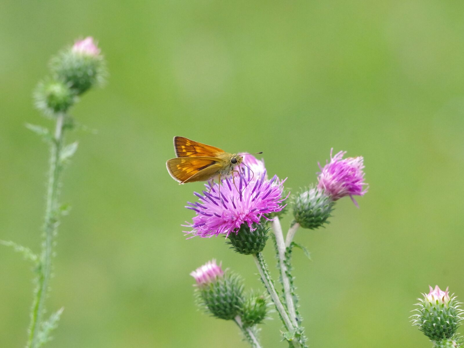 Pentax K-70 sample photo. Butterfly, skipper, insect photography