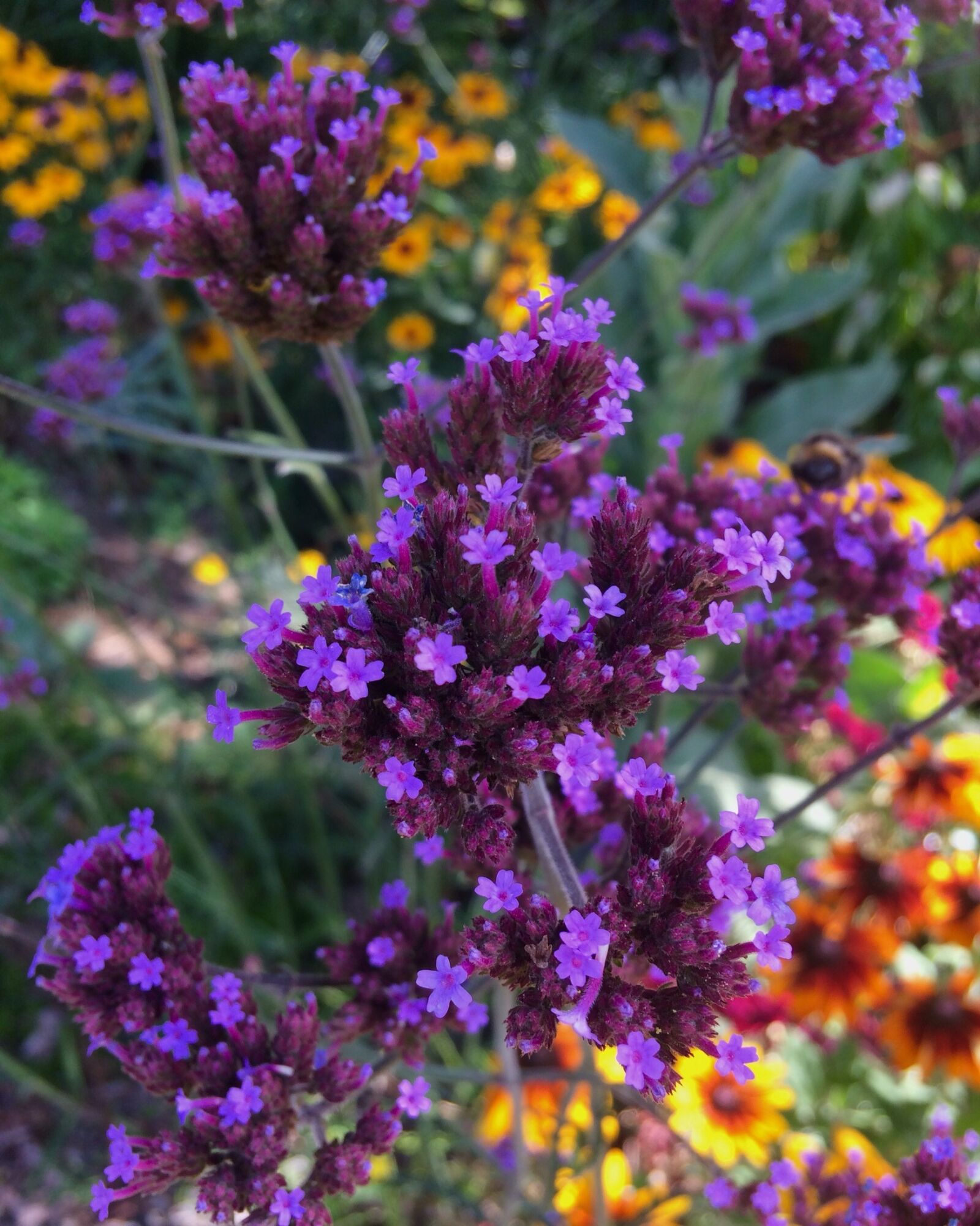 iPhone 5s back camera 4.15mm f/2.2 sample photo. Garden, purple flowers, yellow photography