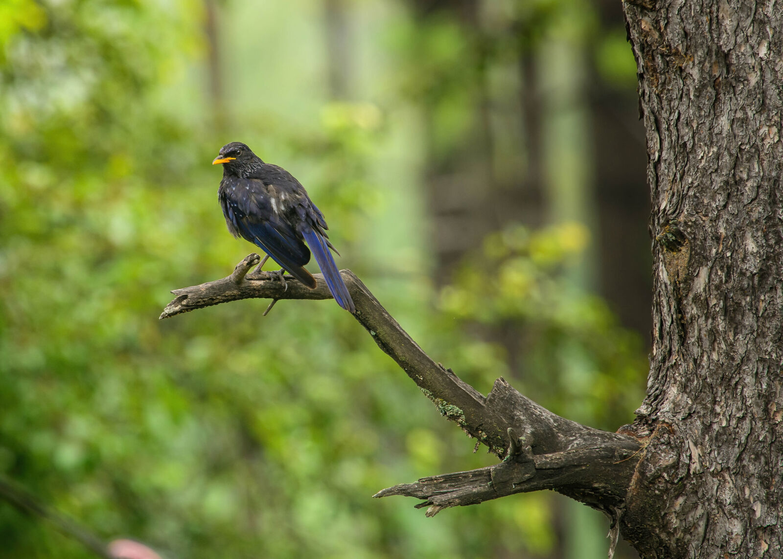 Nikon AF-S Nikkor 400mm F2.8G ED VR II sample photo