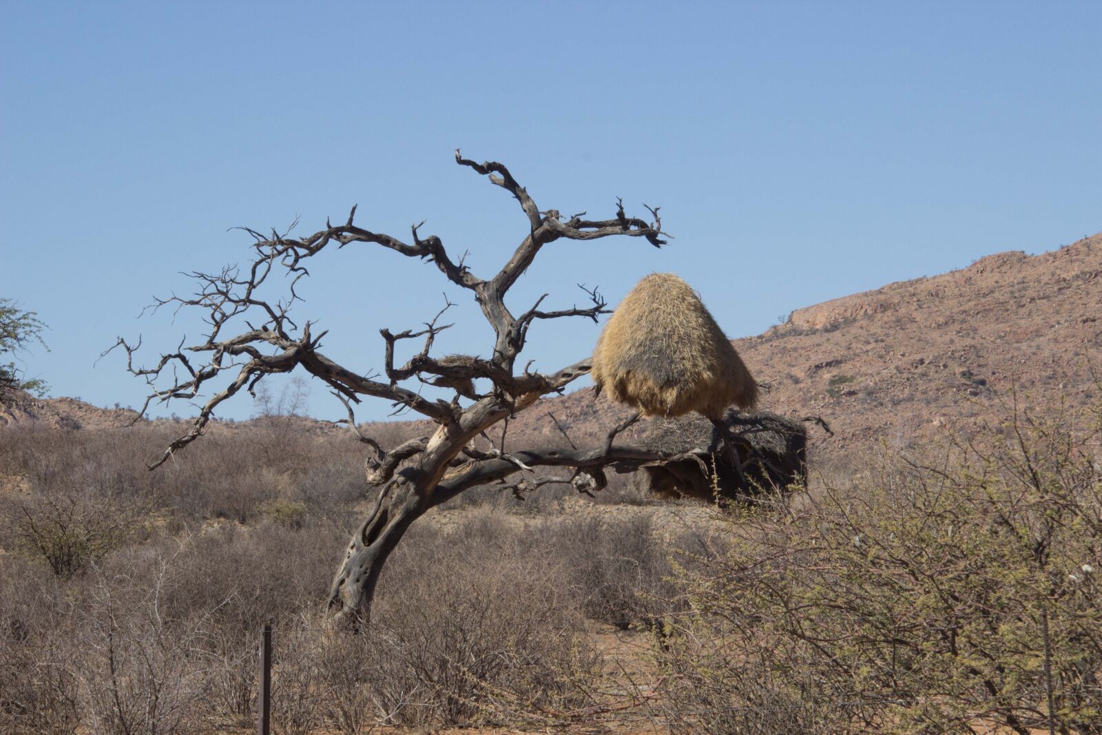 Canon EOS 600D (Rebel EOS T3i / EOS Kiss X5) sample photo. Africa, namibia, webervogel photography