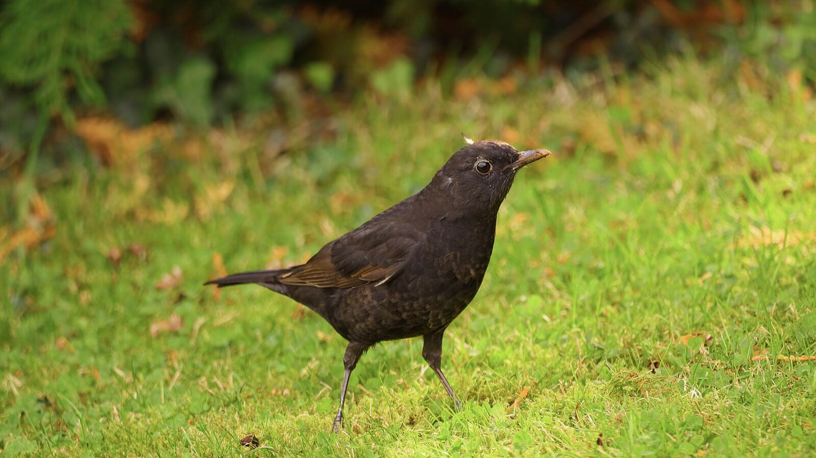 150-600mm F5-6.3 DG OS HSM | Contemporary 015 sample photo. Throttle, blackbird, bird photography