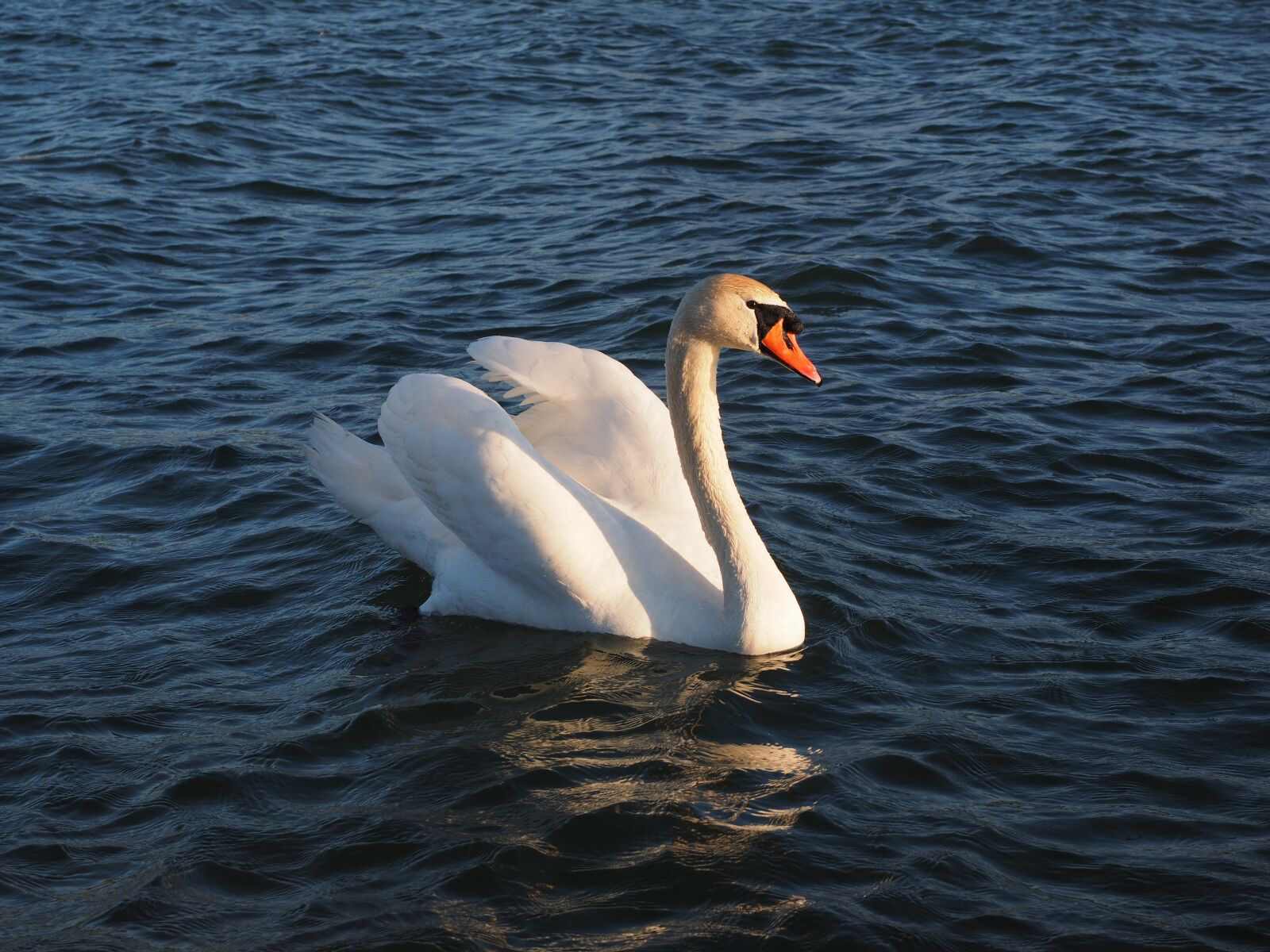 Olympus OM-D E-M1 + Olympus M.Zuiko Digital ED 12-40mm F2.8 Pro sample photo. Swan, animal, water bird photography