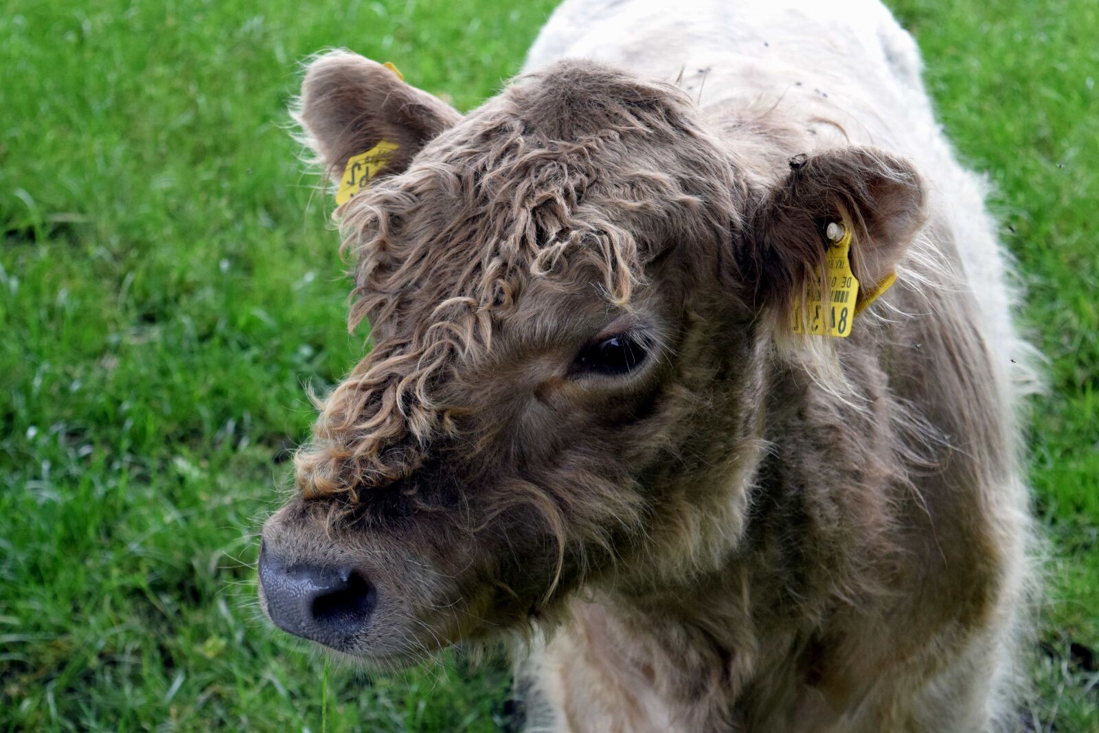 Nikon D3300 sample photo. Grass, agriculture, nature, livestock photography