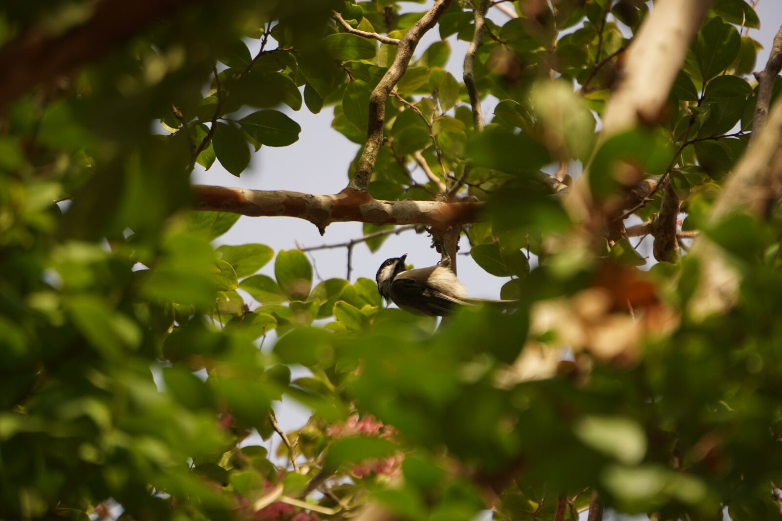 Sony a6000 sample photo