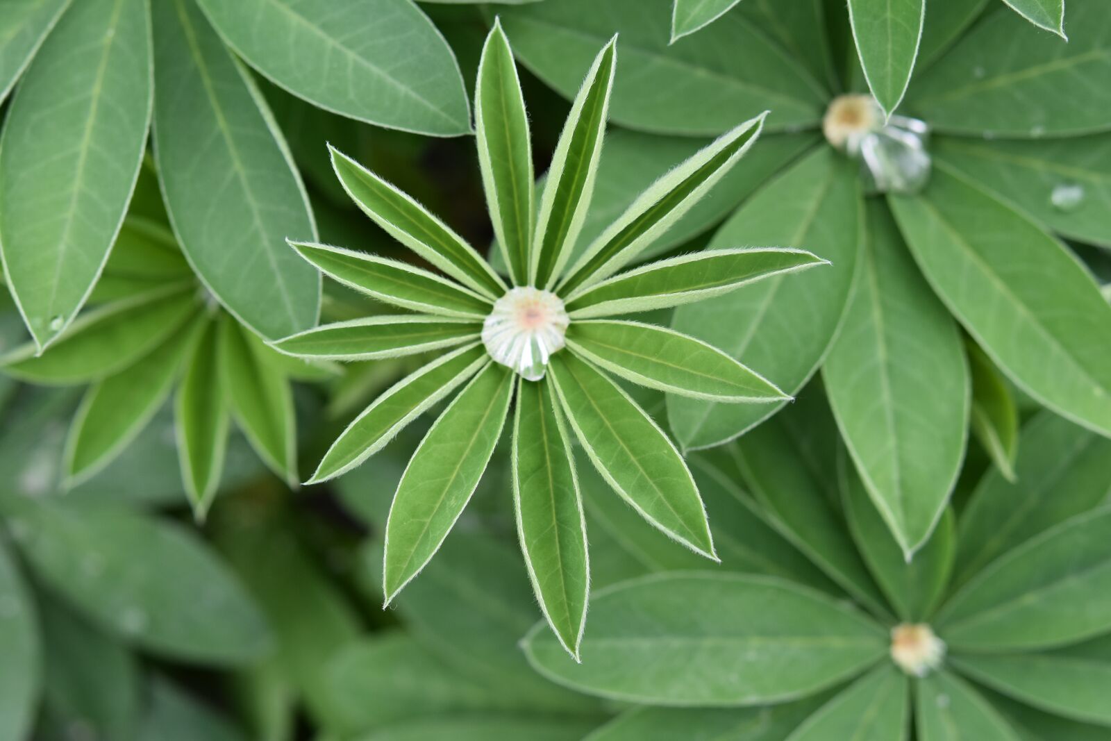 Nikon D5600 sample photo. Plant, plant lupin, green photography
