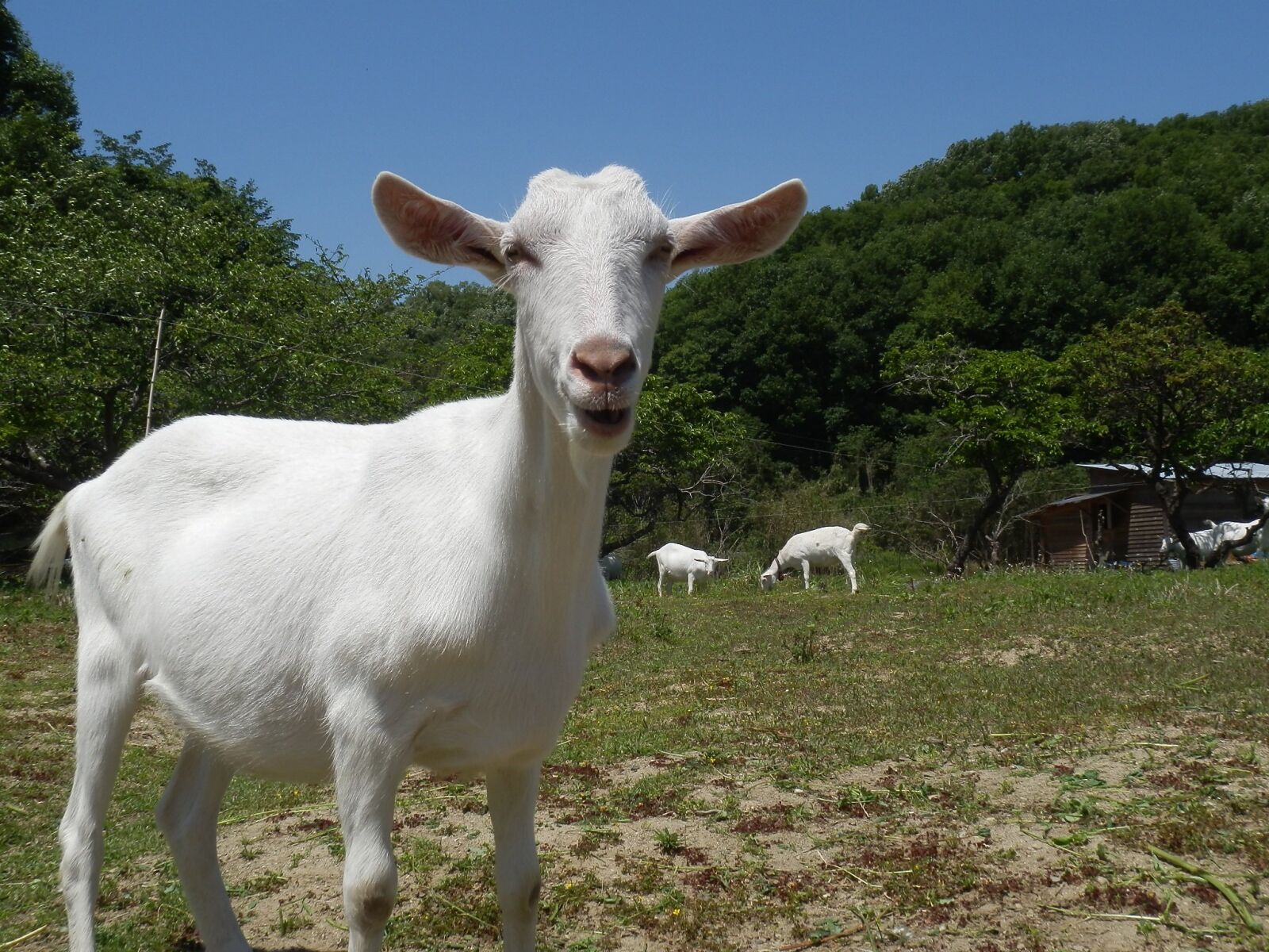 Olympus SZ-20 sample photo. Goat, livestock, ranch photography