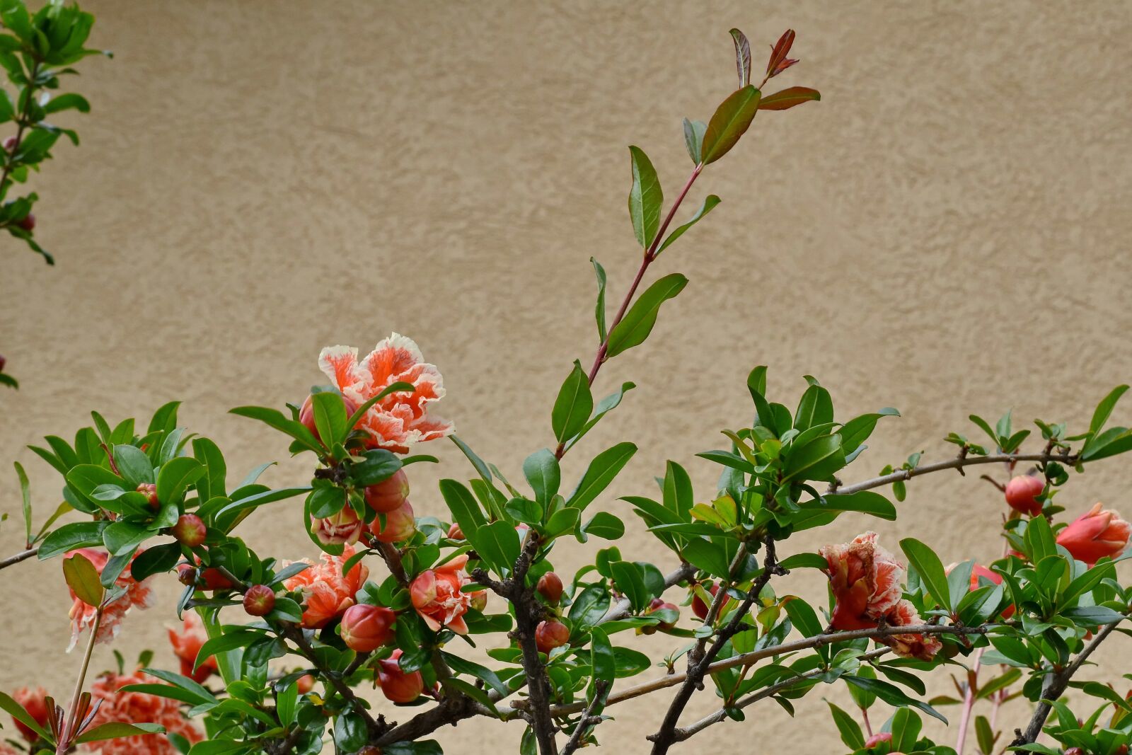 Nikon D5500 sample photo. Branch, flower garden, shrub photography