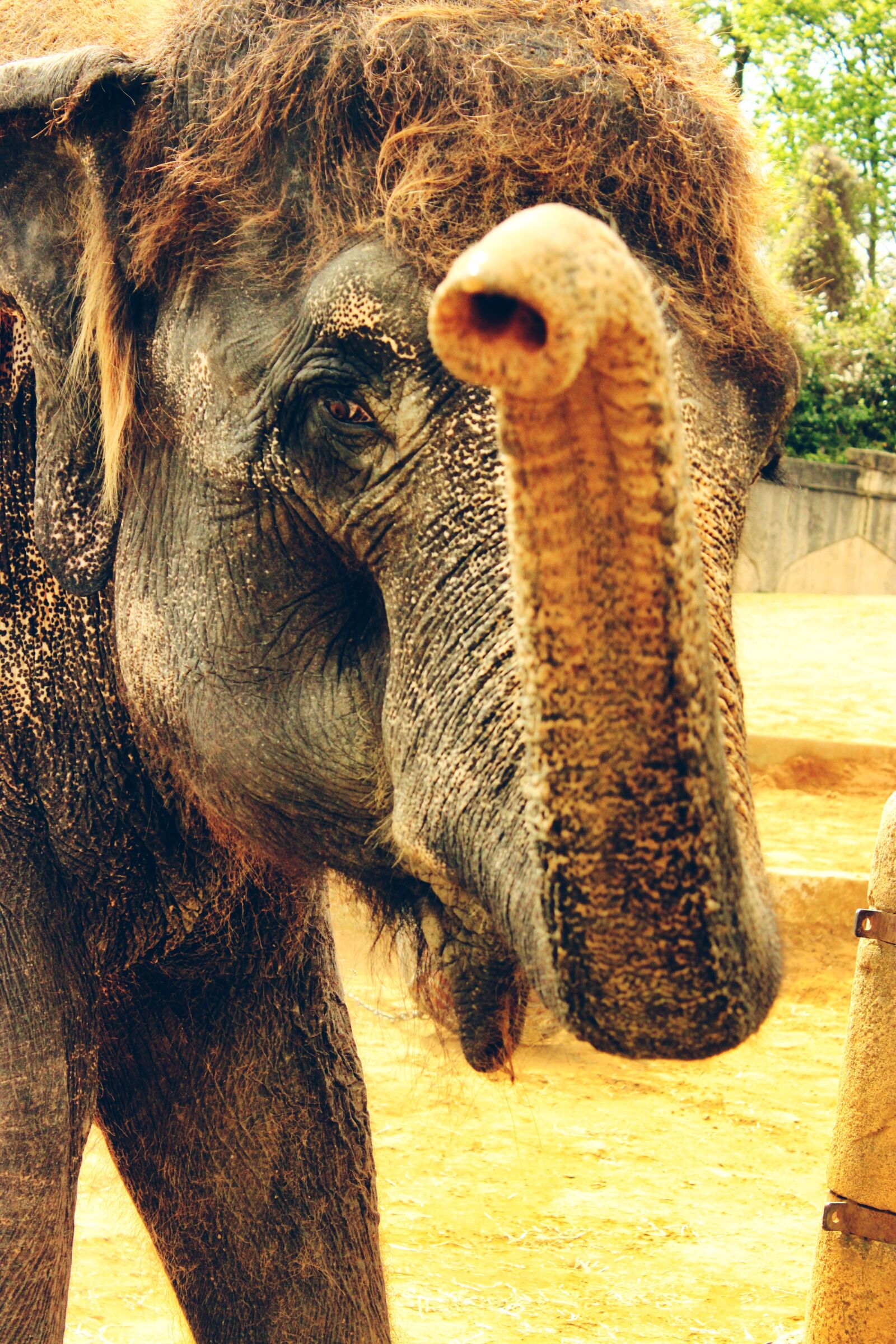 Canon EOS 600D (Rebel EOS T3i / EOS Kiss X5) sample photo. Elephant, trunk, indian photography