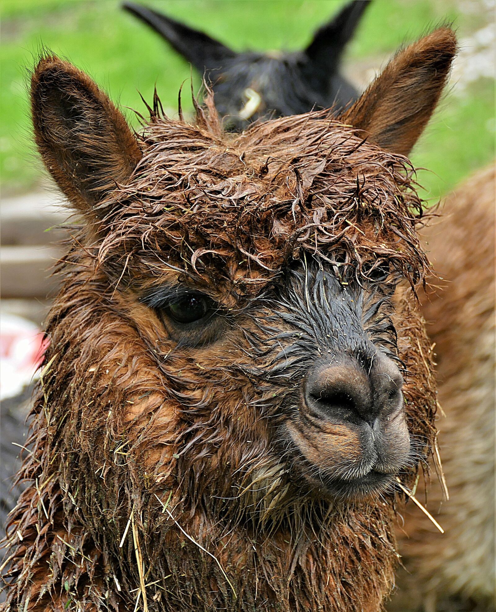 Panasonic Lumix DMC-FZ1000 sample photo. Mammal, alpaca, animal photography