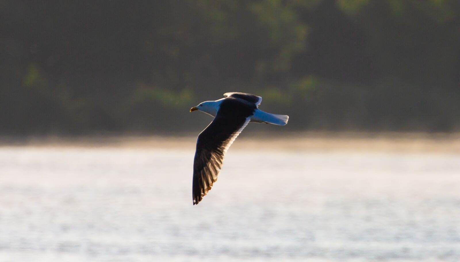 Canon EOS 5D Mark III sample photo. Herring gull, summer plumage photography