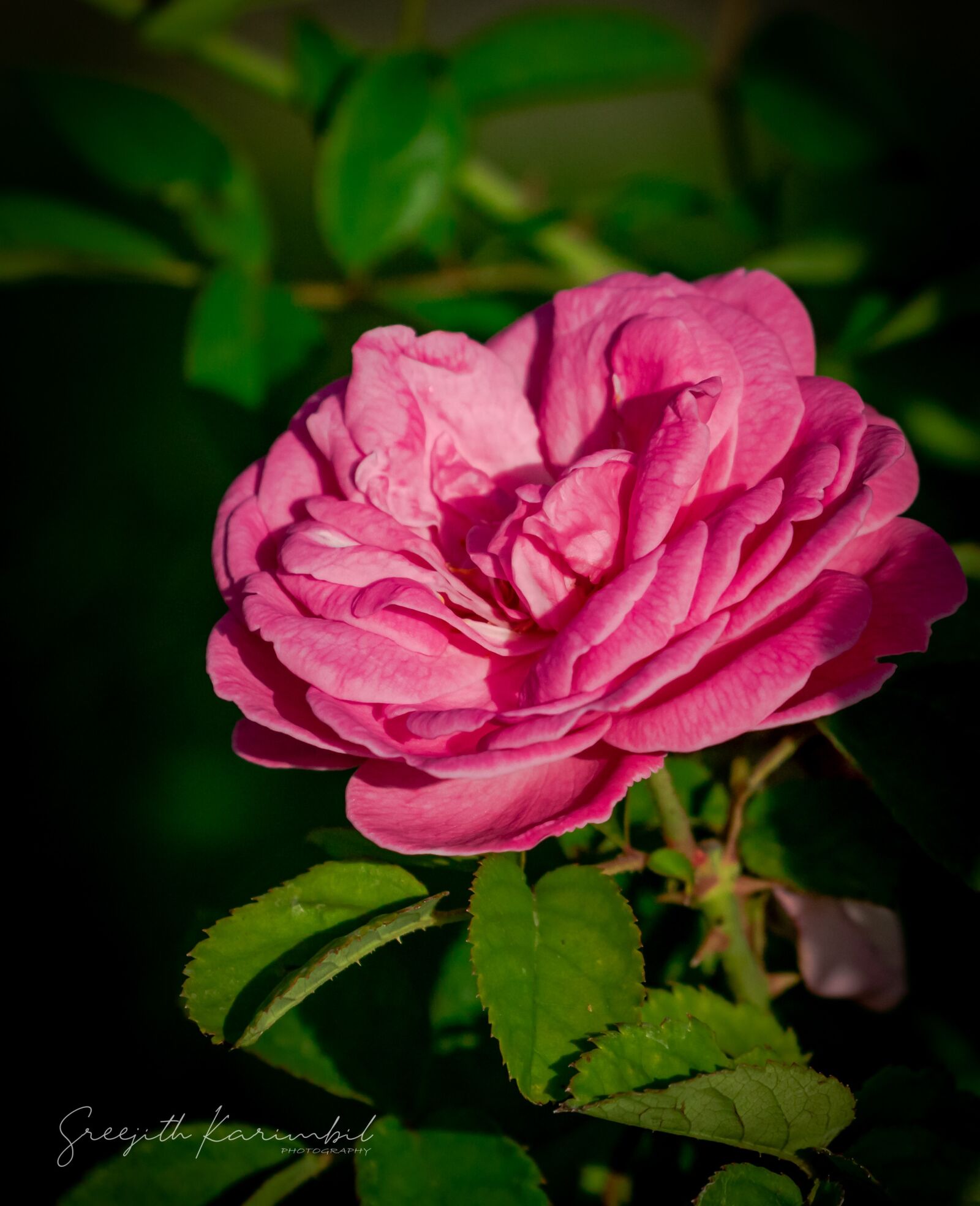 Canon EOS 7D Mark II sample photo. Rose, flowers, garden photography