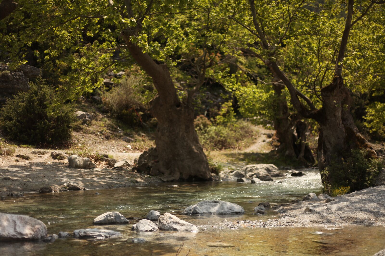 Canon EOS 5D Mark II sample photo. River, willow tree, nature photography