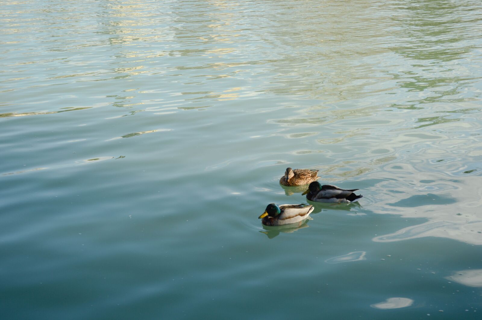 Nikon D3200 sample photo. Madrid, removal, ducks photography