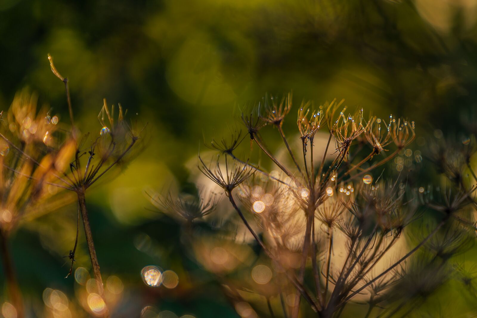 Sony a7 III + Sony FE 70-200mm F4 G OSS sample photo. Nature, plant, dew photography