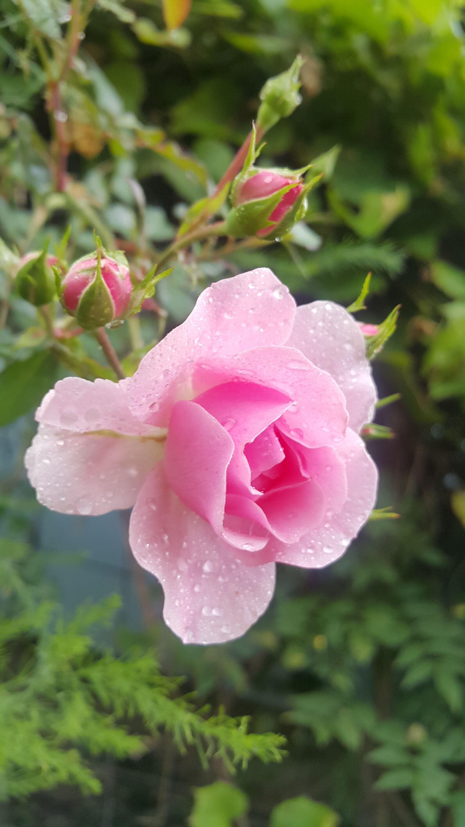 Samsung Galaxy Note4 sample photo. Rose, flower, pink photography