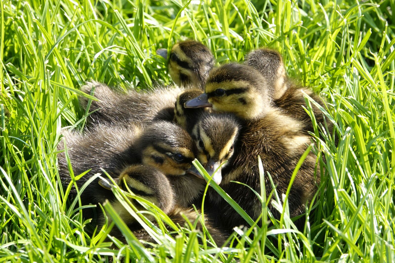 Sony Cyber-shot DSC-RX10 IV sample photo. Ducklings, seven chicks, water photography
