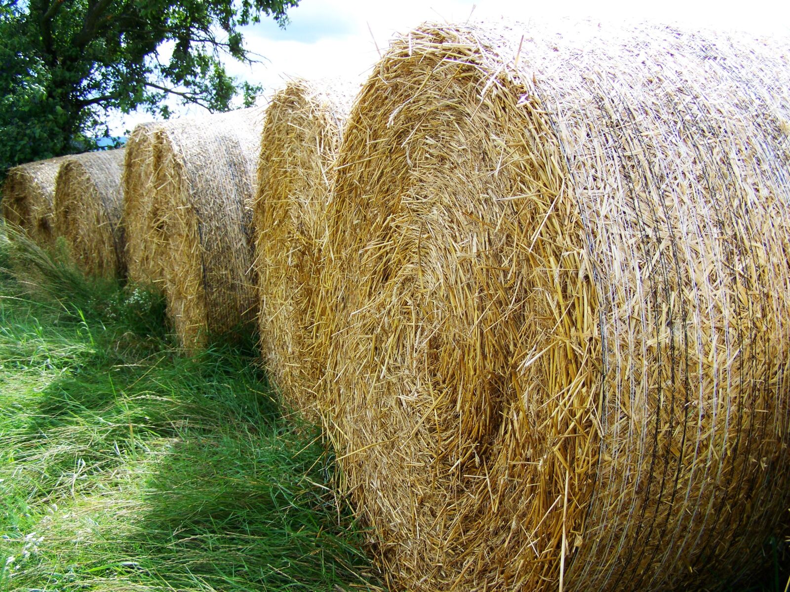 Kodak EASYSHARE ZD710 ZOOM DIGITAL CAMERA sample photo. Straw bales, potential gabonasz photography