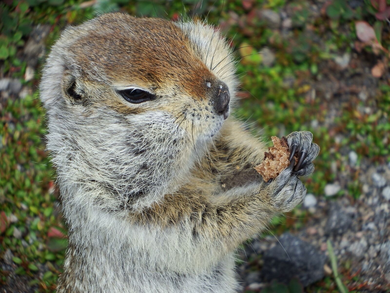 Fujifilm FinePix S1 sample photo. Gopher, hamster, the ground photography