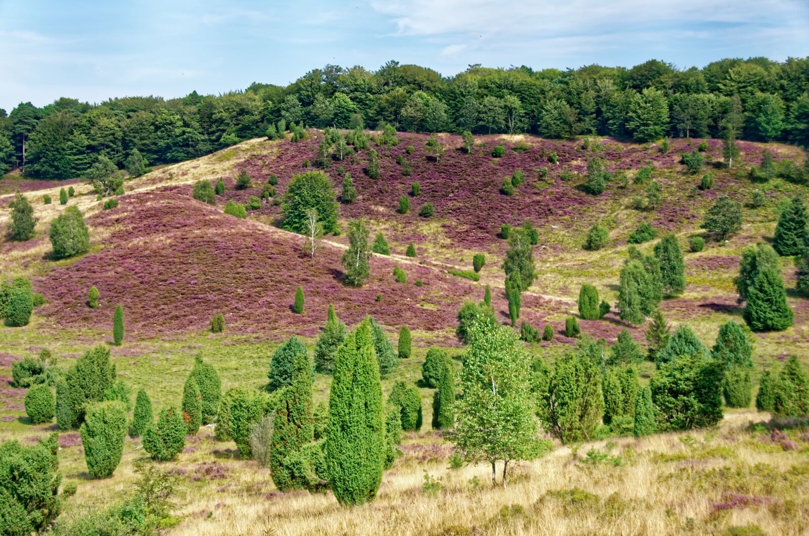 Nikon D7000 sample photo. Germany, l neburg heath photography