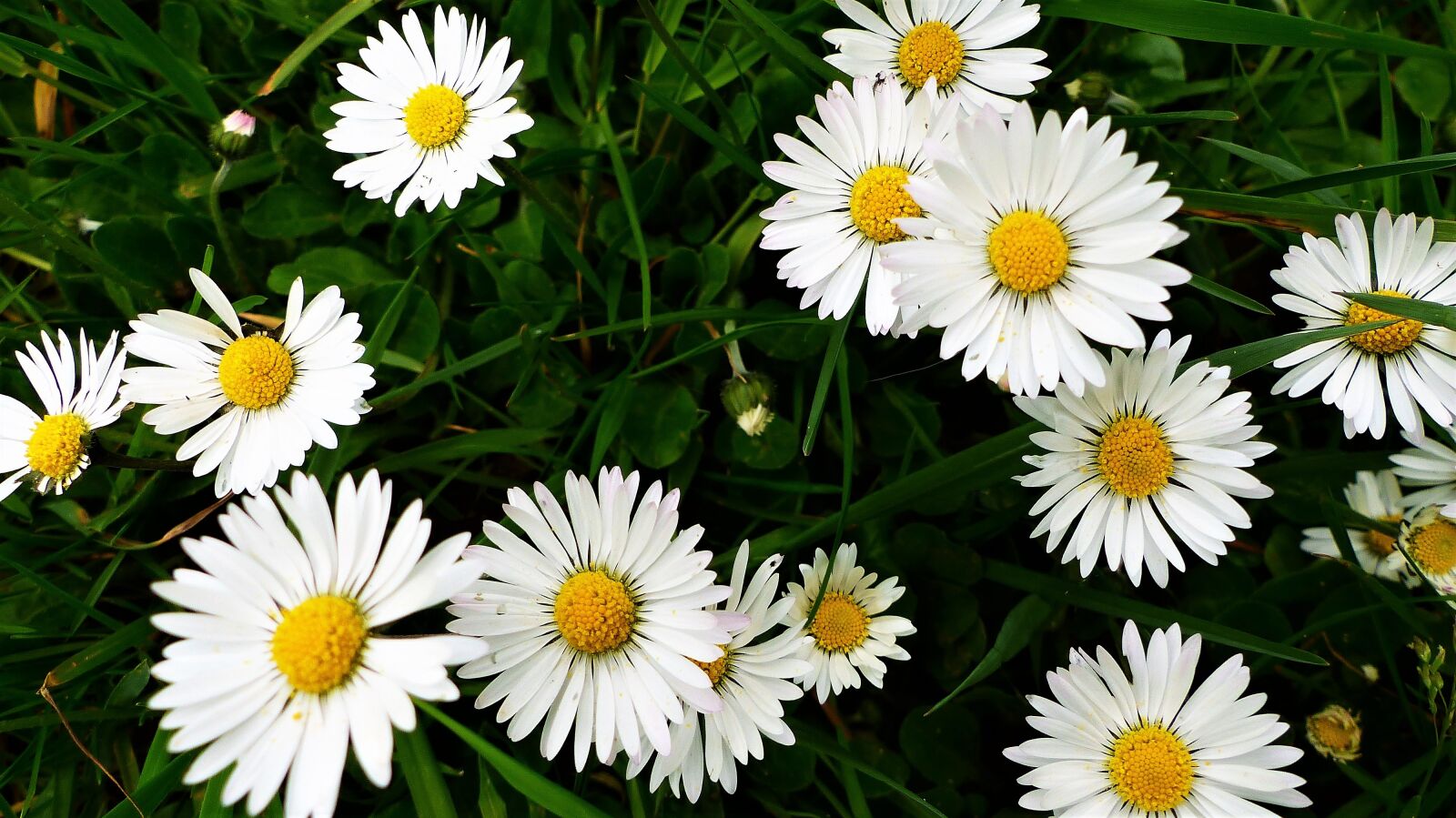 Panasonic Lumix DMC-FZ200 sample photo. Nature, flower, summer photography
