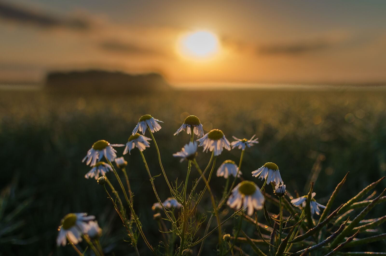 Nikon D5100 sample photo. East s onca, flowers photography