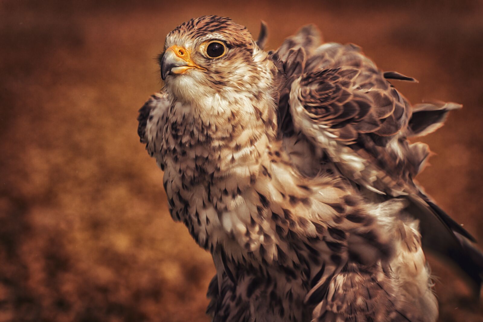 Nikon D800 sample photo. Falcon, bird, raptor photography