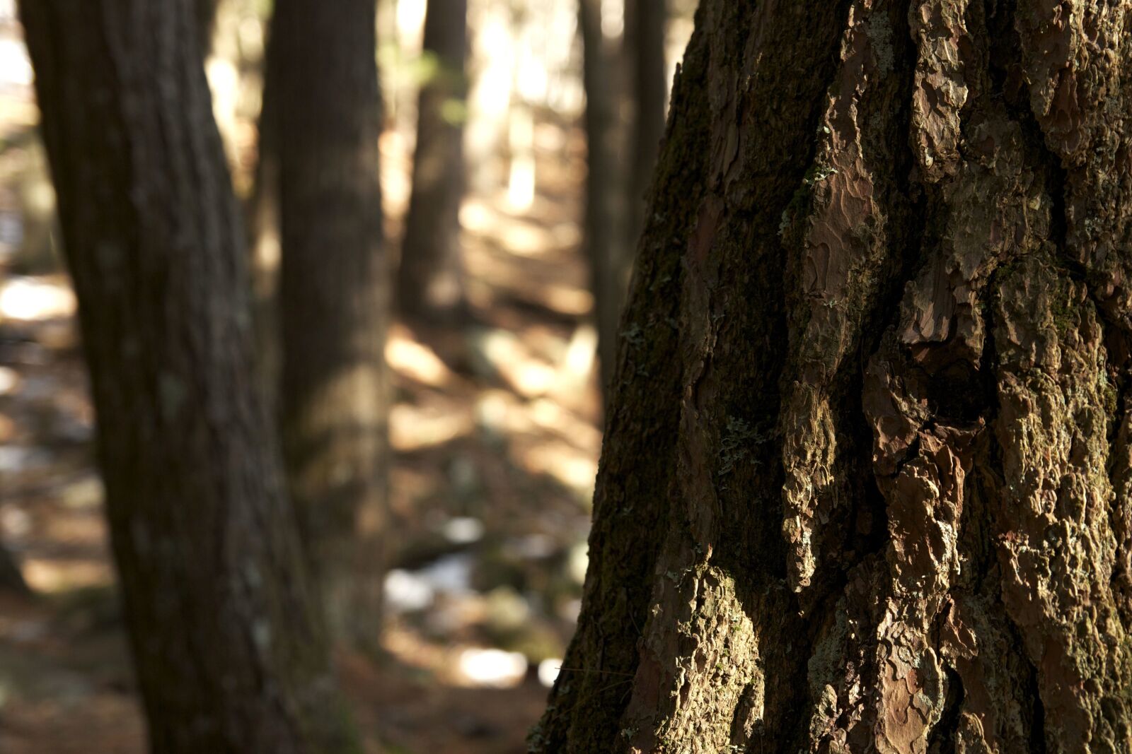Canon EOS 550D (EOS Rebel T2i / EOS Kiss X4) sample photo. Tree bark, cortex texture photography