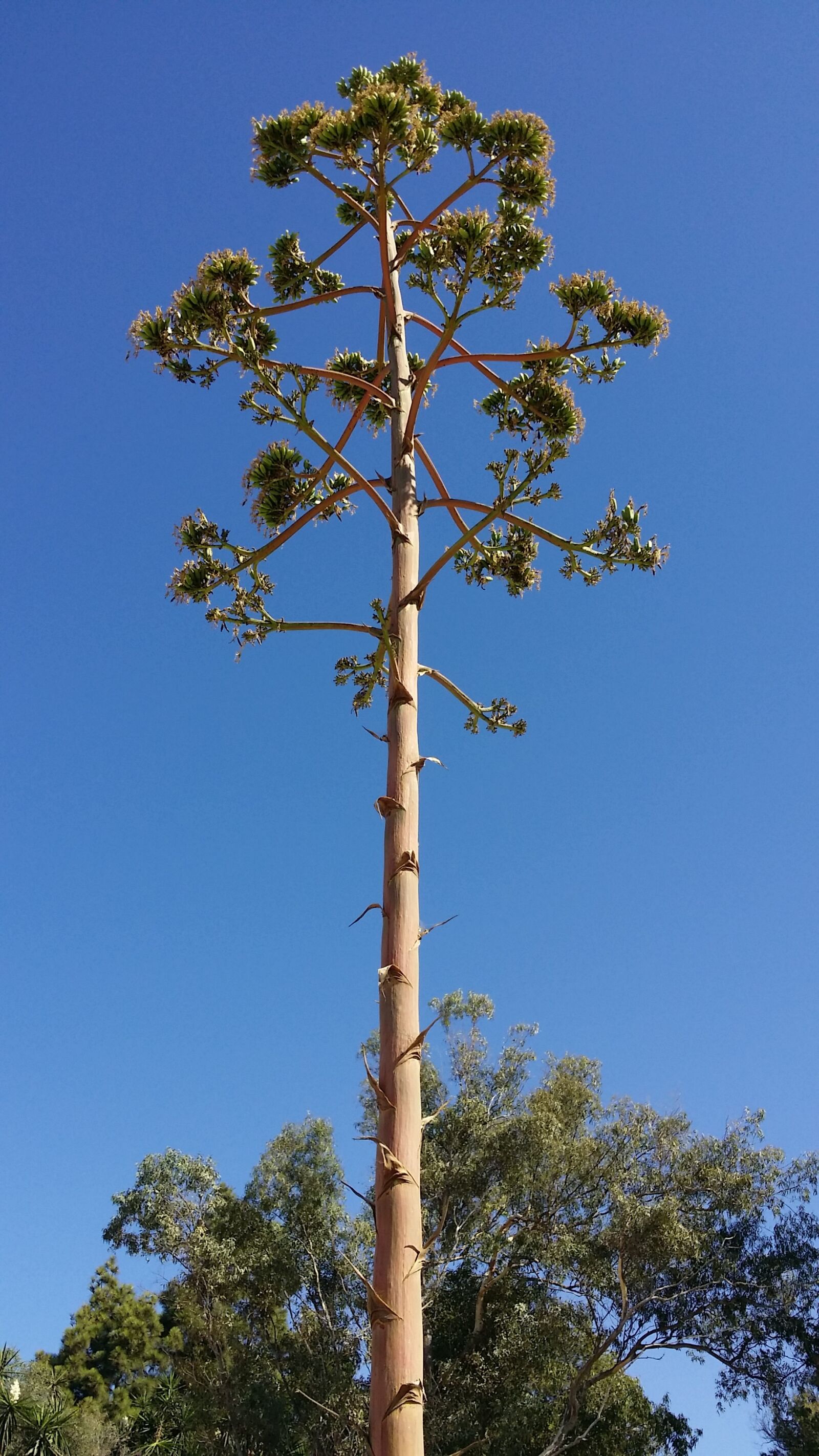 Samsung Galaxy S4 sample photo. Tree, sea, beach photography