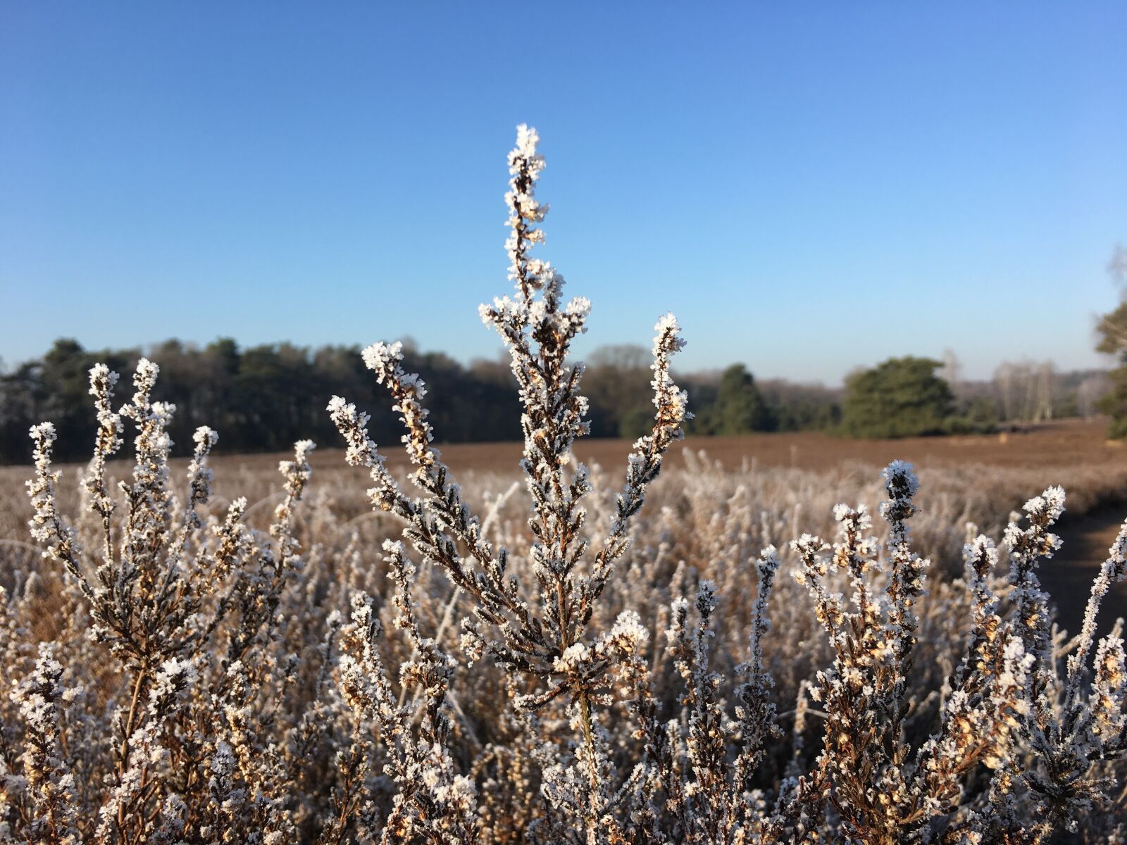 Apple iPhone 6s sample photo. Hello, winter, new photography