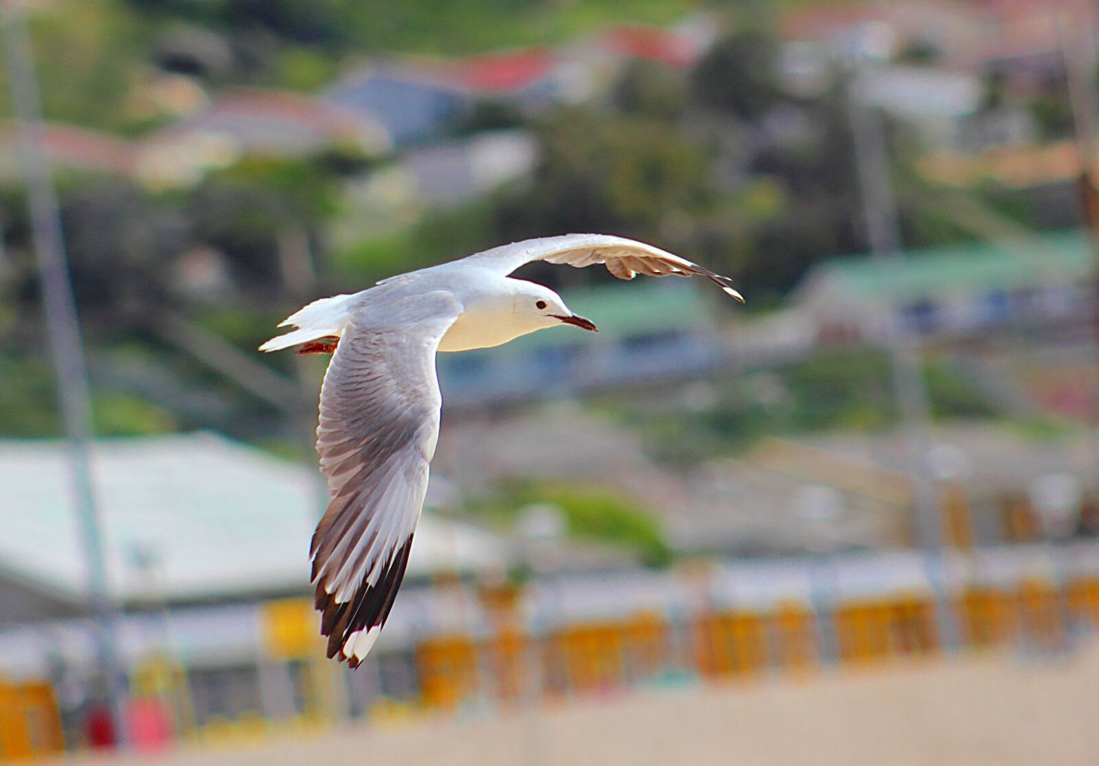 Canon EOS 600D (Rebel EOS T3i / EOS Kiss X5) sample photo. Bird, seagull, animal photography