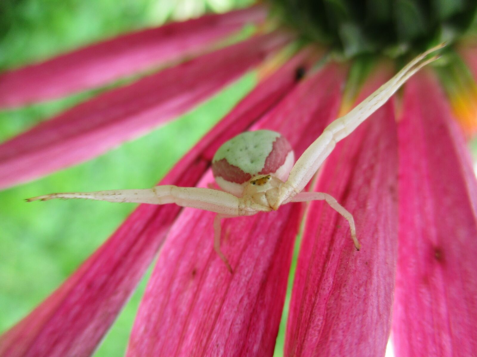 Canon PowerShot ELPH 180 (IXUS 175 / IXY 180) sample photo. Spider, flower, misumena vatia photography