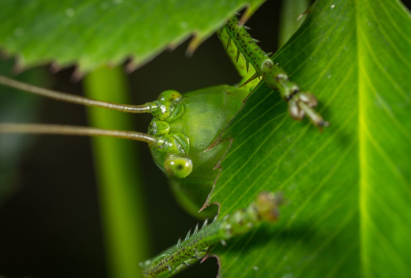 #124 65/2.8 sample photo. Sheet, nature, insect photography