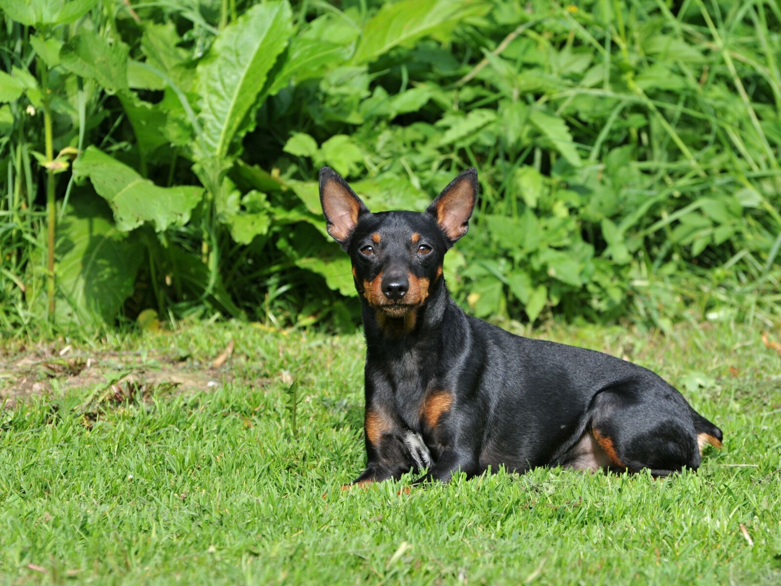 Nikon D300 sample photo. Dog, canine, pet photography