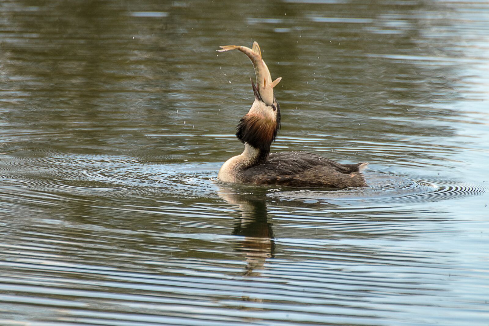 Canon EOS 80D sample photo. Great crested grebe, fishing photography