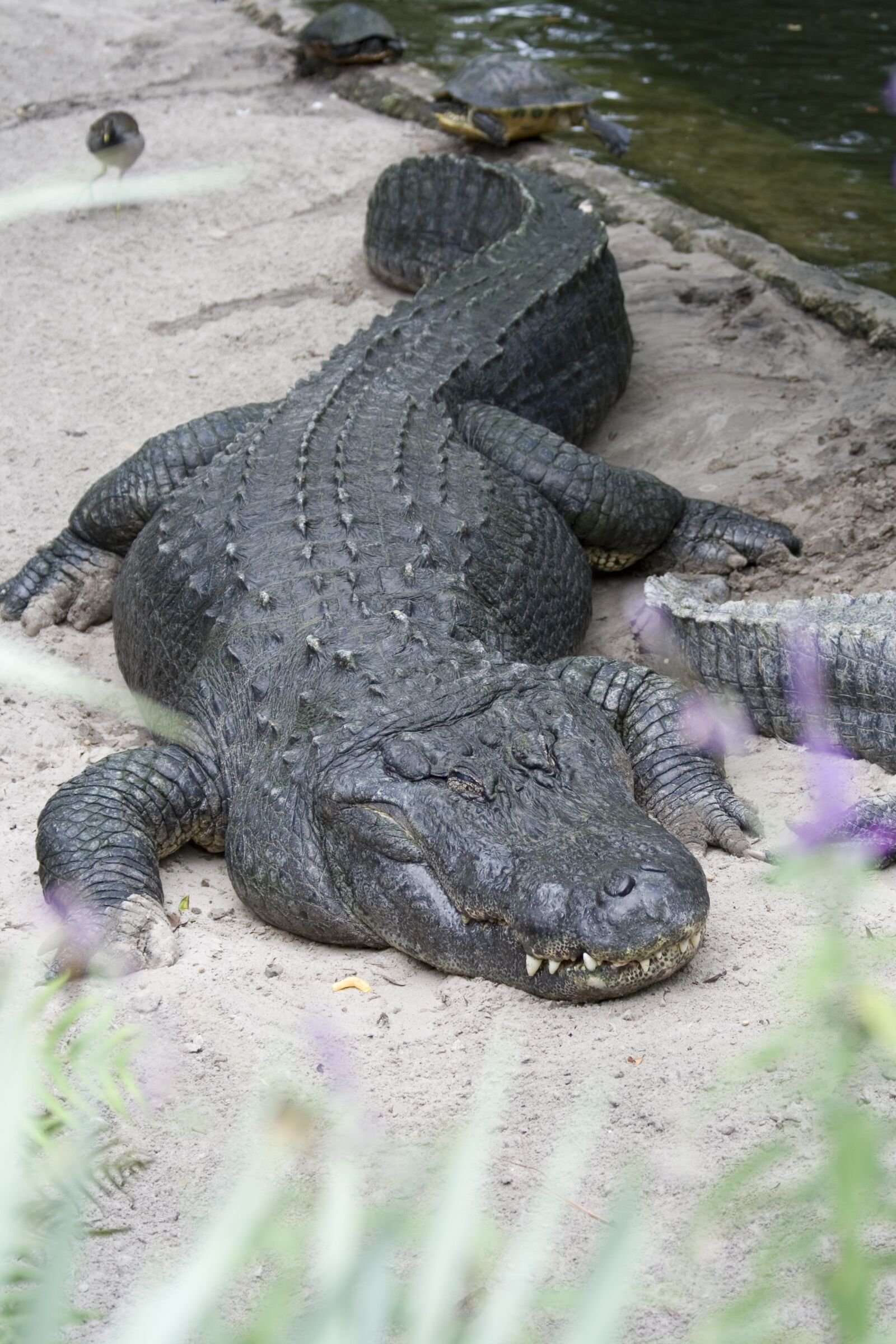 Canon EOS 400D (EOS Digital Rebel XTi / EOS Kiss Digital X) sample photo. Crocodile, animal, reptile photography