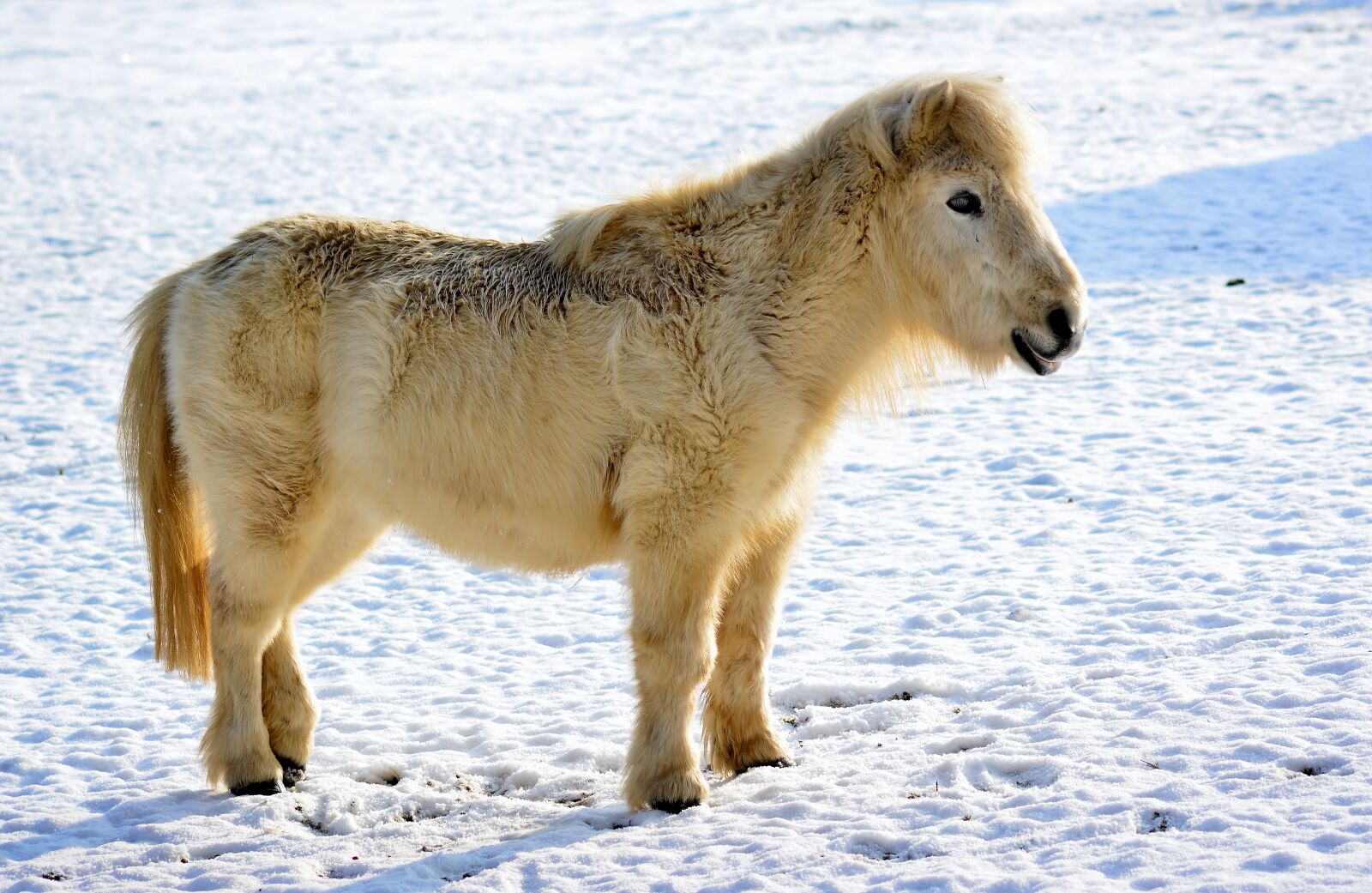 Nikon D5200 sample photo. Pony, winter, snow photography