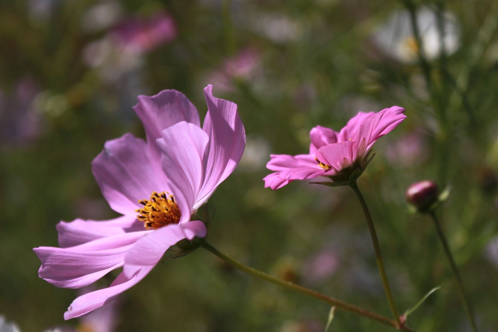 Canon EOS 500D (EOS Rebel T1i / EOS Kiss X3) sample photo. Cosmos, flowers, nature photography