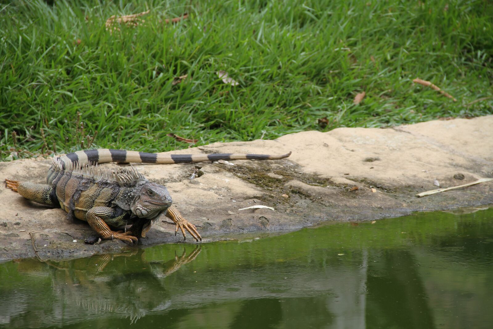 Canon EOS 7D sample photo. Iguana, animal, nature photography
