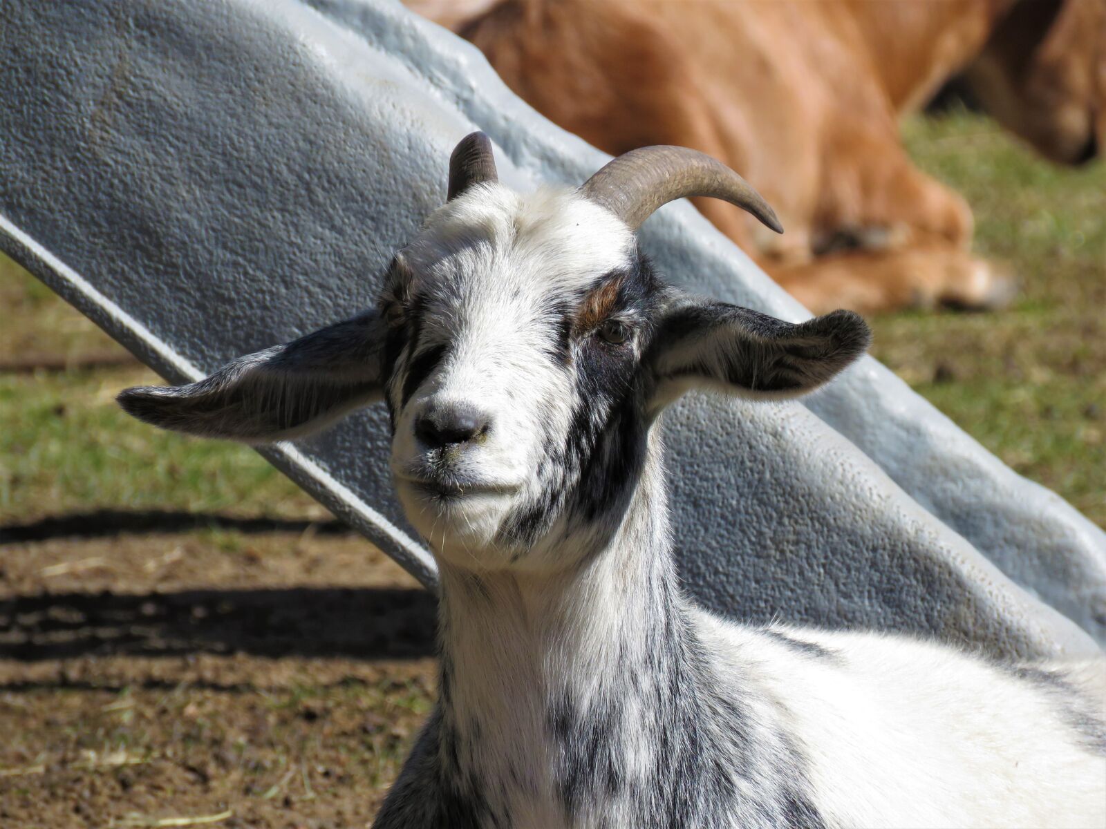 Canon PowerShot SX60 HS sample photo. Goat, farm animal, animal photography
