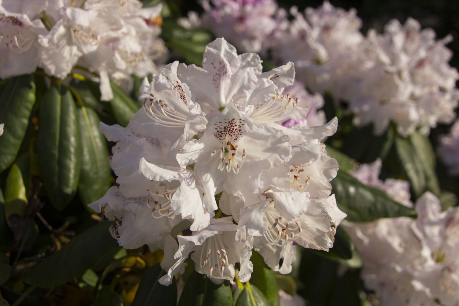 Canon EOS 60D sample photo. Garden, flower, blossom photography