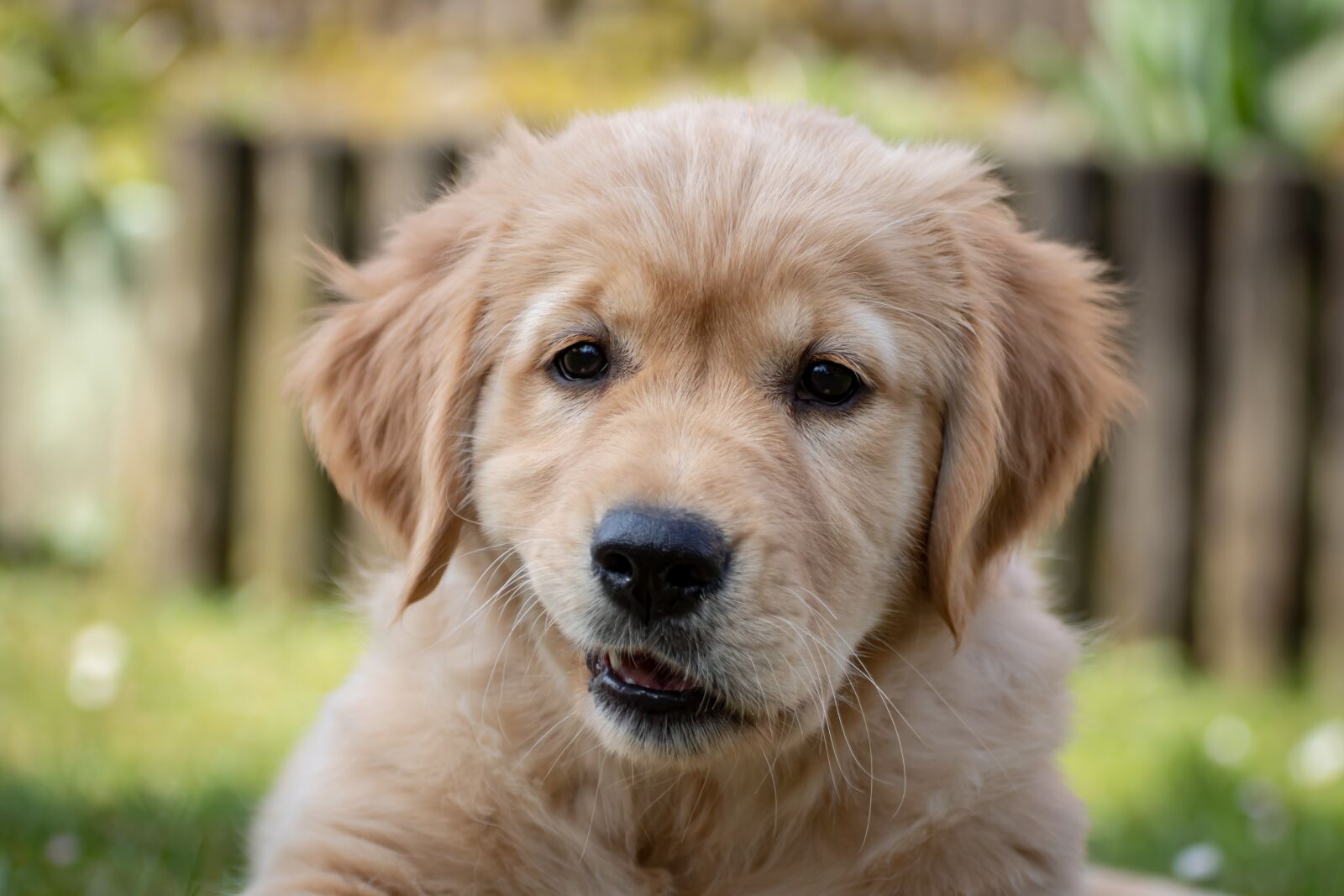 Canon EOS 200D (EOS Rebel SL2 / EOS Kiss X9) sample photo. Dog, puppy, cute photography