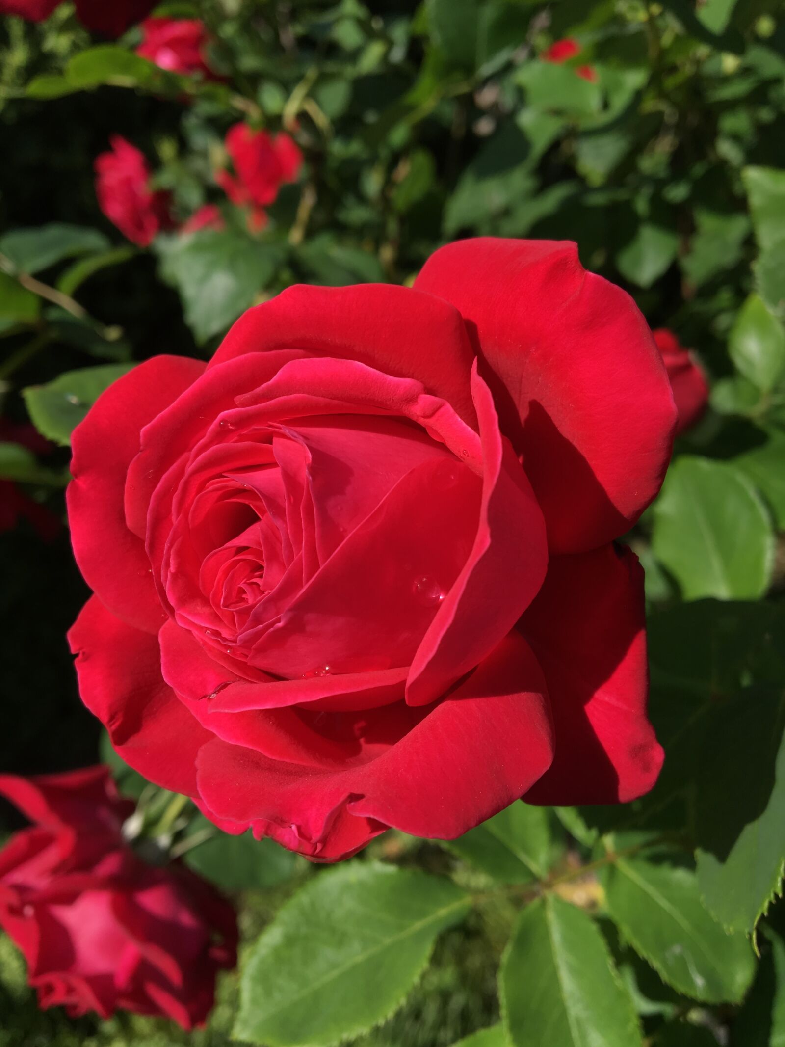 Apple iPhone 6s sample photo. Flower, rose, garden photography