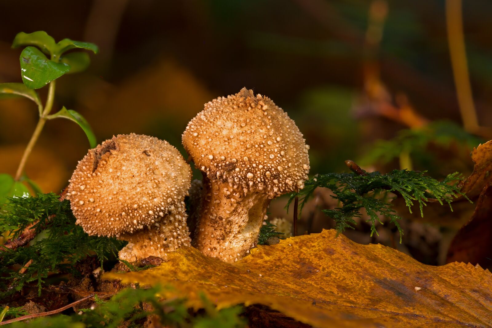 Canon EOS 7D sample photo. Mushroom, bovist, mushroom dust photography