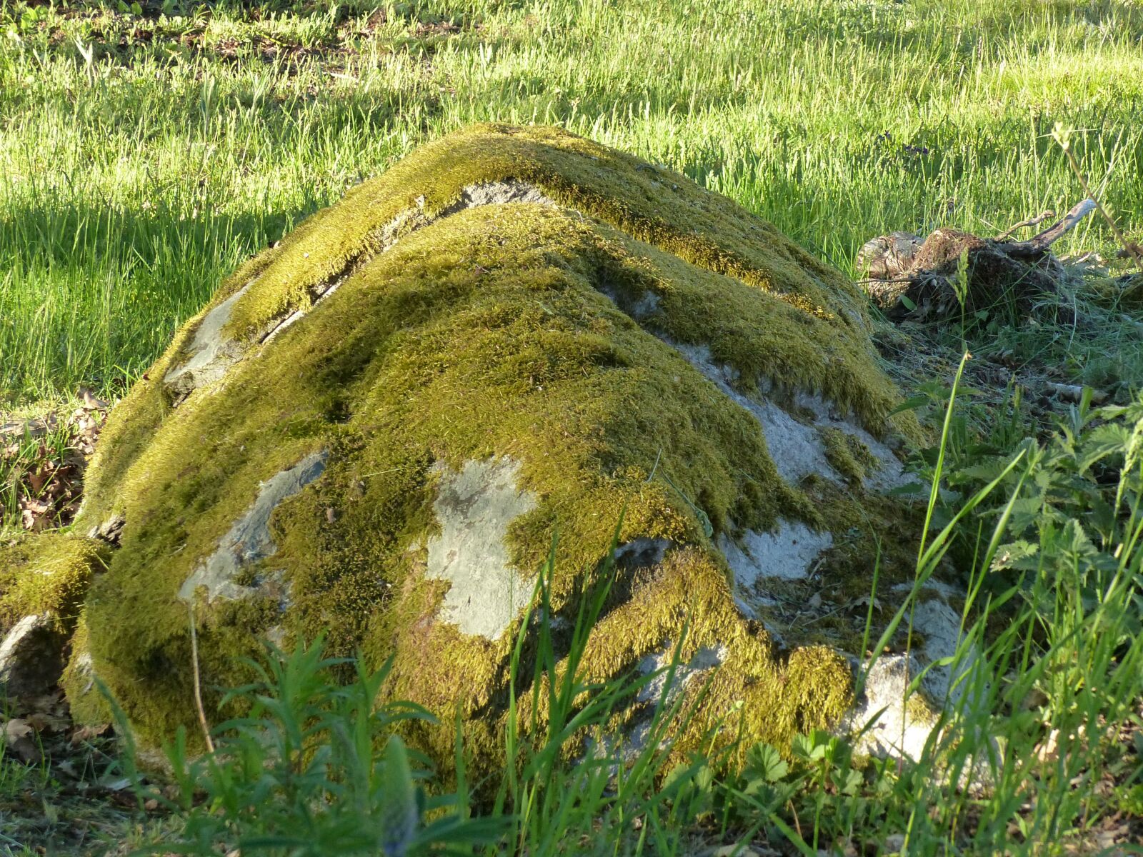 Panasonic Lumix DMC-FZ200 sample photo. Stone, moss, grass photography