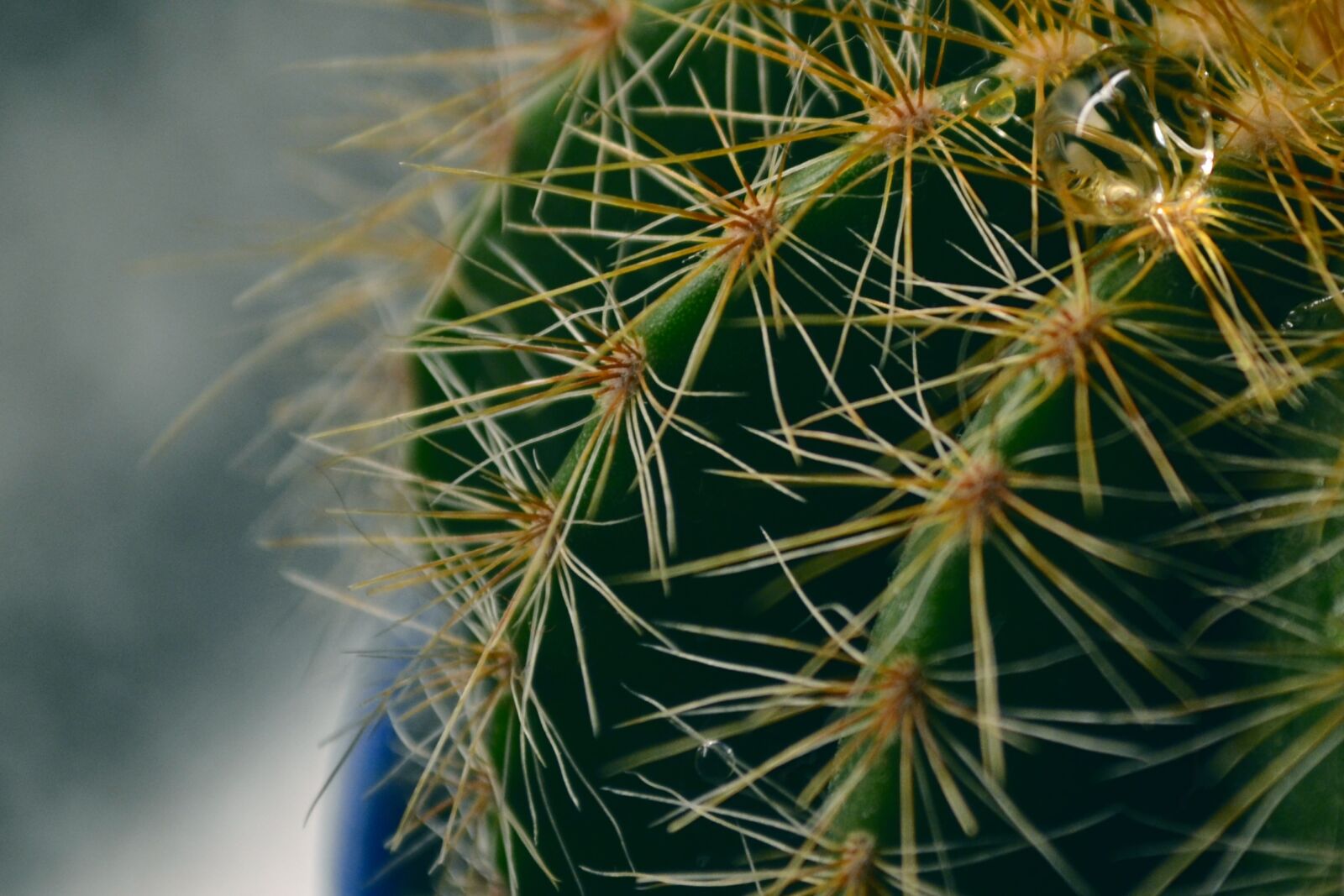Nikon D3100 sample photo. Cactus, drop, green, night photography