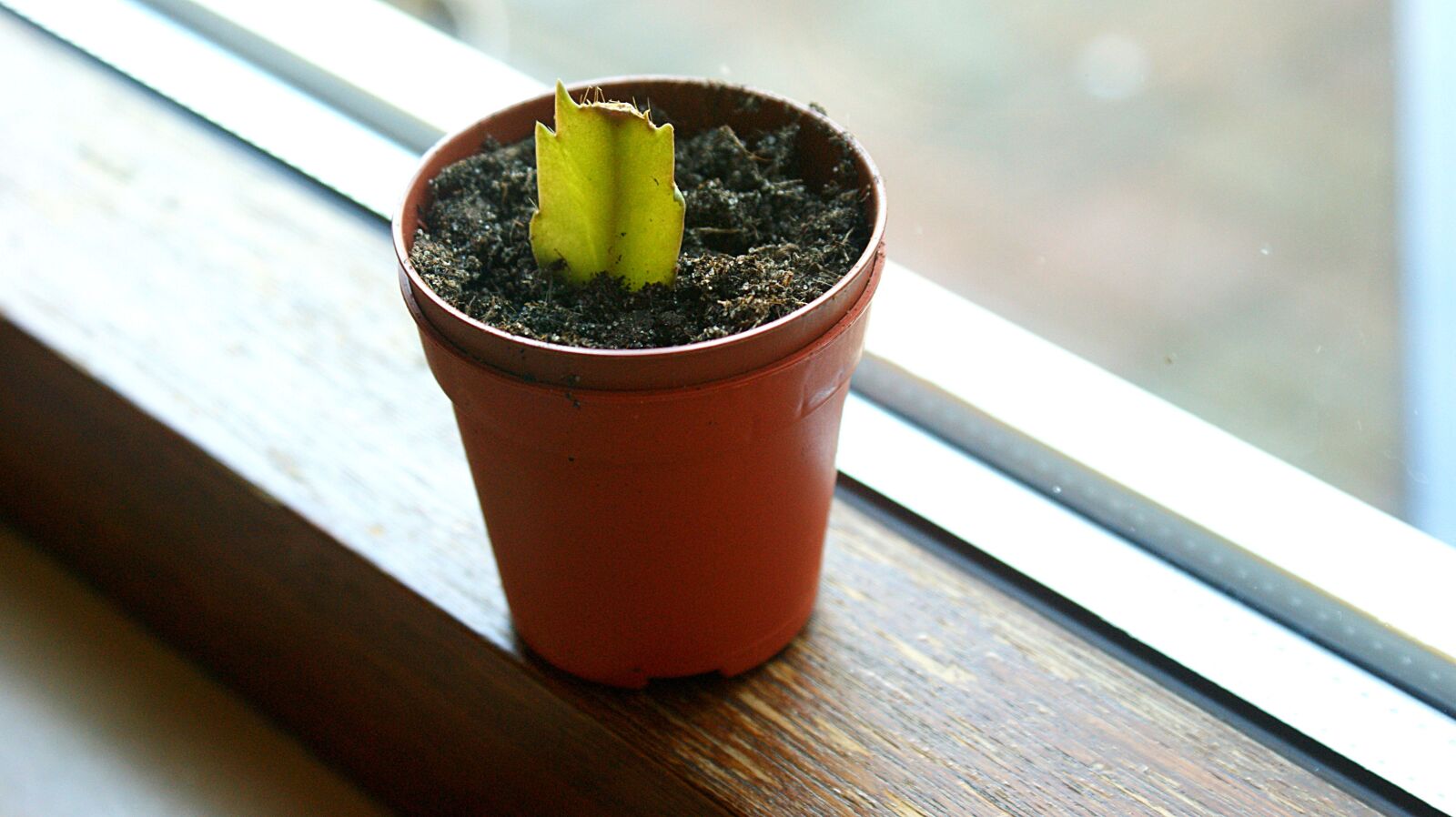 Sony Alpha DSLR-A350 sample photo. Cutting, lidcactus, christmascactus photography