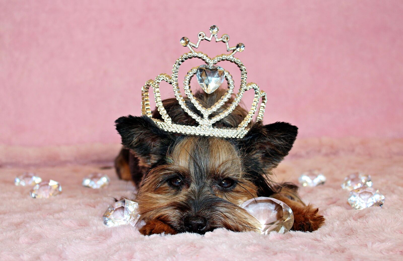 Canon EOS 600D (Rebel EOS T3i / EOS Kiss X5) sample photo. Yorkshire terrier, dog, crown photography