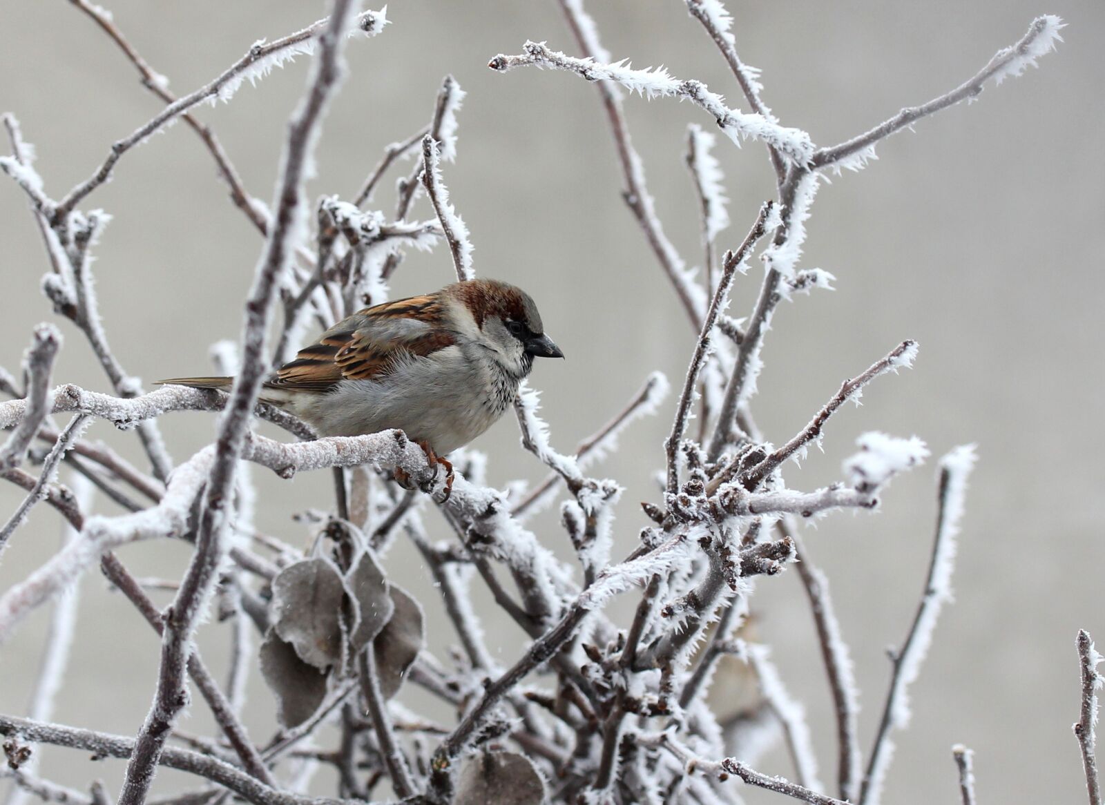 Canon EF-S 60mm F2.8 Macro USM sample photo. Sparrow, frozen, winter photography