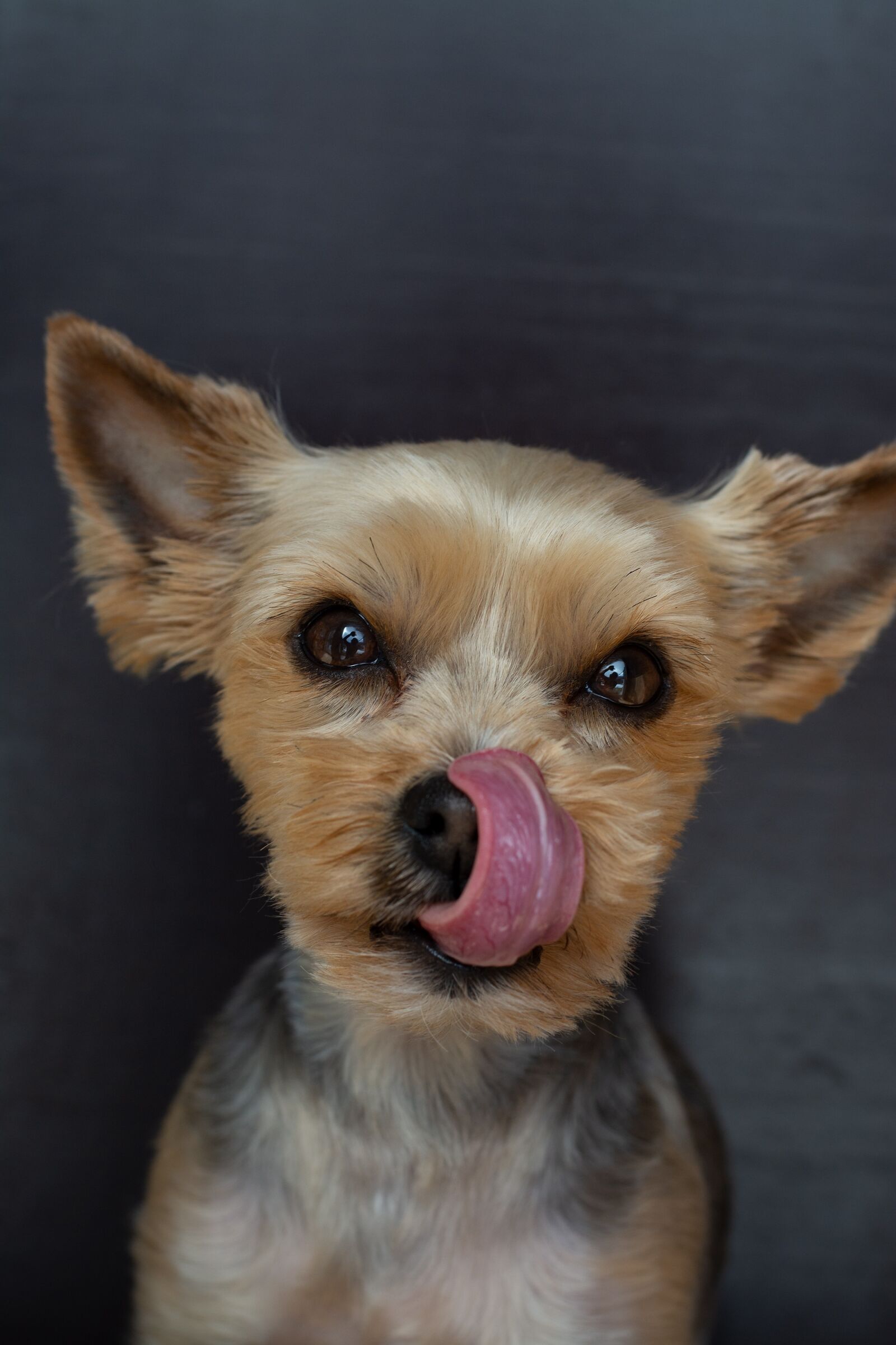 Nikon D7100 sample photo. Dog, small, yorki photography