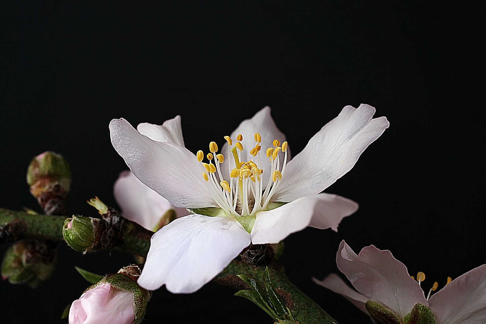 Canon EOS 5D Mark II sample photo. Almond flower, plant, nature photography